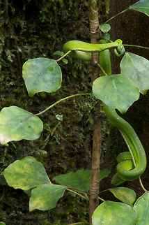 A Coffee Palm Viper (Bothriechis lateralis) lurking near the hummingbird feeders at Monteverde Reserve Just outside the entrance to Monteverde Reserve in Costa Rica there is a café fronted by a large busy hummingbird garden. Many birders and other visitors spend ten minutes or an hour watching a large variety of hummingbirds visit the feeders that have been set up there. Another visitor to this hummingbird garden was this well-camouflaged viper, patiently waiting for the right bird to fly nearby. It did not move a muscle in the twenty minutes or so that we were there. Bothriechis lateralis,Costa Rica,Geotagged,Summer
