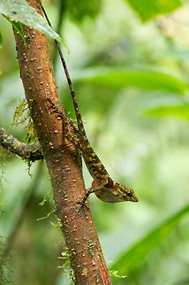 A Blue-eyed Anole (Anolis woodi) showing off in Monteverde Reserve Surprisingly, this single anole was the only lizard I saw in a guided group hike in Monteverde Reserve. It was perched in a clearing and displaying its dewlap. Unfortunately its blue eyes are not visible in the picture due to the angle of the light. Anolis woodi,Blue-eyed Anole,Costa Rica,Geotagged,Summer