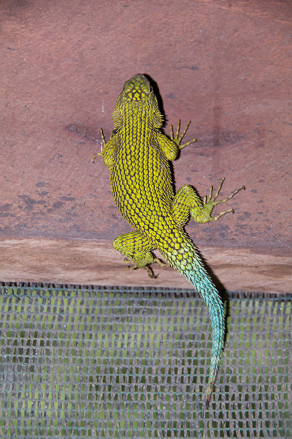 Poorly-camouflaged Emerald Swift (Sceloporus malachiticus) in Monteverde, Costa Rica This brightly-colored lizard was hiding from the world by clinging to the wooden frame of a shed on a coffee plantation. If it were in the forest, it might blend in, but it most certainly did not blend in here. Costa Rica,Emerald swift,Geotagged,Sceloporus malachiticus,Summer