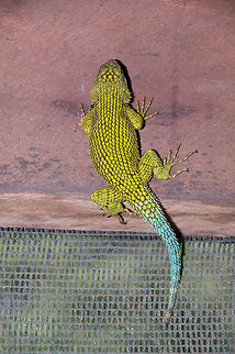Poorly-camouflaged Emerald Swift (Sceloporus malachiticus) in Monteverde, Costa Rica This brightly-colored lizard was hiding from the world by clinging to the wooden frame of a shed on a coffee plantation. If it were in the forest, it might blend in, but it most certainly did not blend in here. Costa Rica,Emerald swift,Geotagged,Sceloporus malachiticus,Summer