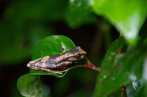 A treefrog (Isthmohyla pseudopuma) sleeping by day in Monteverde Reserve, Costa Rica This frog is pretty obvious in this photo, but looked just like a small blob of mud from a distance away. Costa Rica,Geotagged,Isthmohyla pseudopuma,Summer