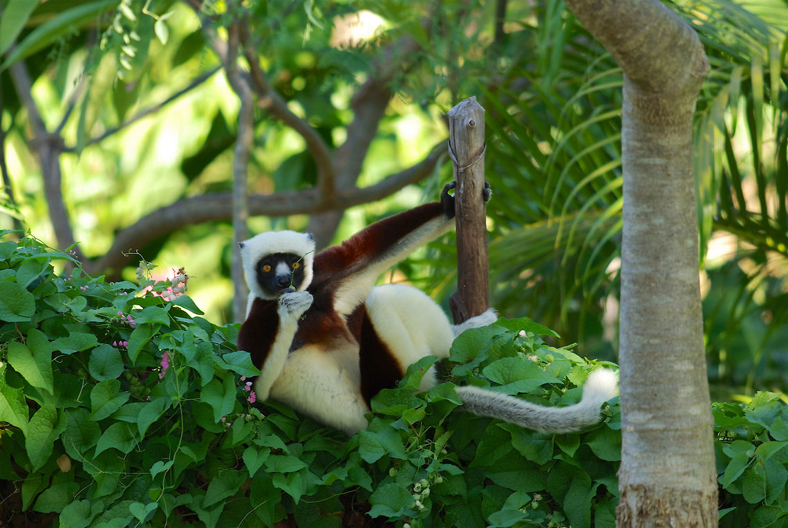 A relaxed Coquerel's Sifaka (Propithecus coquereli) snacking on berries at Anjajavy, Madagascar Anjajavy has a resident population of these beautiful lemurs, which come near the lodge most afternoons for a snacking session. Coquerels sifaka,Fall,Geotagged,Lemur,Madagascar,Propithecus coquereli