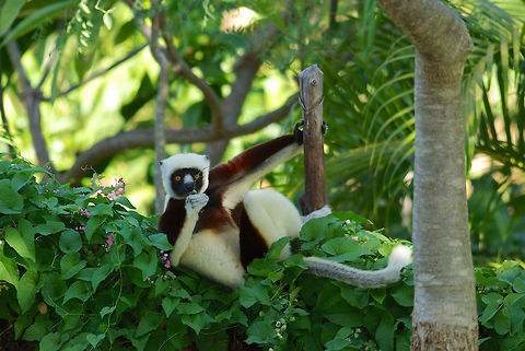 A relaxed Coquerel's Sifaka (Propithecus coquereli) snacking on berries at Anjajavy, Madagascar Anjajavy has a resident population of these beautiful lemurs, which come near the lodge most afternoons for a snacking session. Coquerels sifaka,Fall,Geotagged,Lemur,Madagascar,Propithecus coquereli