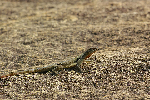 A Grandidier's Madagascar Swift (Oplurus grandidieri) on a rocky outcrop in Anja, Madagascar This is one of two species of Oplurus I saw in the tiny Anja Community Reserve. The other was Oplurus quadrimaculatus. The O. grandidieri were warier. Their very flattened bodies let them squeeze into thin crevices in the rocks. Fall,Geotagged,Lizard,Madagascar,Oplurus grandidieri
