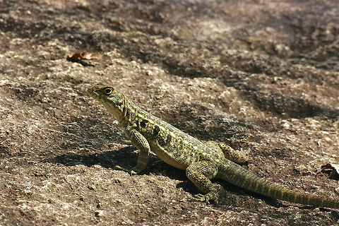 A Duméril's Madagascar Swift (Oplurus quadrimaculatus) in its rocky habitat in Anja, Madagascar A number of these relatively large lizards patrolled the rocky outcrops of Anja Community Reserve. They allowed me to approach pretty closely for photographs. Another closely related species, Oplurus grandidieri, was also present but higher up on the huge rocks, and harder to approach for photographs. Fall,Geotagged,Lizard,Madagascar,Oplurus quadrimaculatus