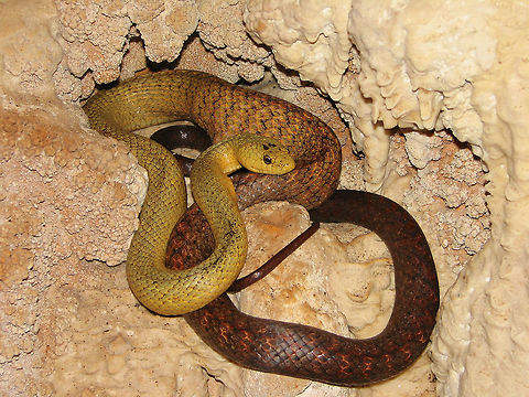 A Perinet Night Snake (Ithycyphus perineti) digests a meal in a cave in Anjajavy, Madagascar Believe it or not, we found this snake while on a guided tour into a cave whose prime attraction was a giant fossil lemur skull. Ah, the wonders of Madagascar! Anjajavy Reserve,Fall,Geotagged,Ithycyphus perineti,Madagascar,Perinet Night Snake