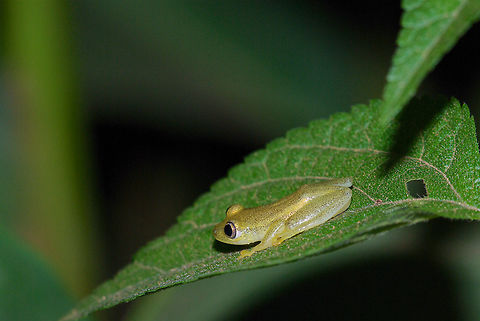 A Betsileo Reed Frog (Heterixalus betsileo) on a leaf at night in Andasibe, Madagascar One of many frogs we saw walking along a roadside at night near Analamazaotra Reserve. This species is quite variable in appearance, as are many of the other Heterixalus species, which makes it hard to identify. I am fairly confident of the ID here, but not certain. Fall,Frog,Geotagged,Heterixalus betsileo,Madagascar