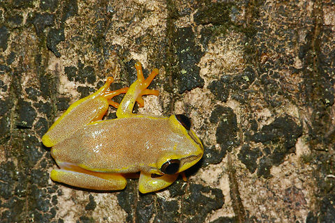 A Madagascar Reed Frog (Heterixalus madagascariensis) on a palm trunk in Maroantsetra, Madagascar We stayed one night at the aspirationally named Hotel Coco Beach in Maroantsetra before taking a boat in the morning to the Masoala Peninsula. After dark, I wandered around to discover many of these pretty little orange-footed treefrogs in a grove of palm trees on the hotel grounds. Fall,Frog,Geotagged,Heterixalus madagascariensis,Madagascar