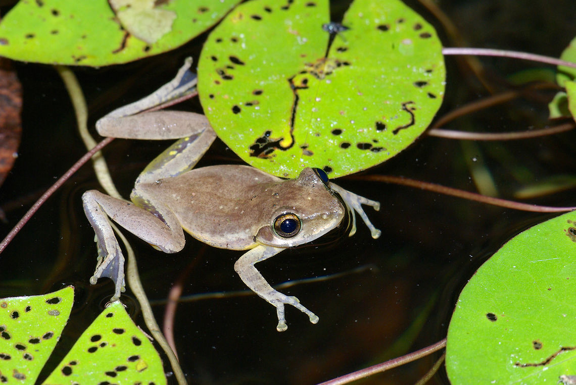 A treefrog (Boophis doulioti) floats in a pond in Anjajavy, Madagascar A small manmade pond on the grounds of Anjajavy Lodge was home to many of these fairly generic-looking treefrogs. To the eye, they are indistinguishable from Boophis tephraeomystax, but their ranges do not overlap. Boophis doulioti,Fall,Frog,Geotagged,Madagascar
