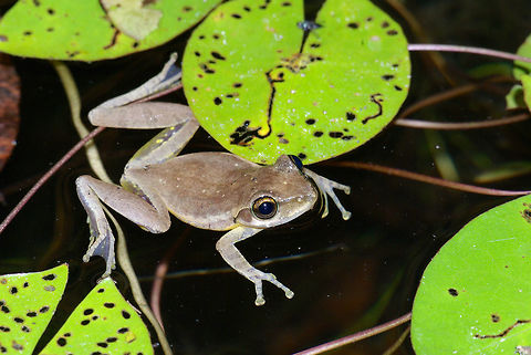 A treefrog (Boophis doulioti) floats in a pond in Anjajavy, Madagascar A small manmade pond on the grounds of Anjajavy Lodge was home to many of these fairly generic-looking treefrogs. To the eye, they are indistinguishable from Boophis tephraeomystax, but their ranges do not overlap. Boophis doulioti,Fall,Frog,Geotagged,Madagascar