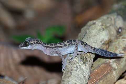 A Graceful Madagascar Ground Gecko (Paroedura gracilis) perched on a tree root at night I was photographing a leaf-tailed gecko when I turned my head and saw this one a couple of feet away. Geckos everywhere! Fall,Geotagged,Graceful Madagascar Ground Gecko,Madagascar,Masoala,Paroedura gracilis