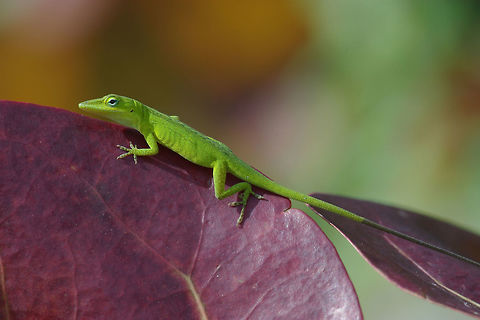Green Anole (Anolis carolinensis) on a purple sea grape leaf in Key Largo, Florida My wife and I were waiting in the parking lot at John Pennekamp Coral Reef State Park to join a scuba dive trip when I saw this particularly brightly-colored anole posing ever so nicely on the sea grape surrounding the parking lot. Ferdy, this one is for you. Anolis carolinensis,Carolina anole,Geotagged,United States,Winter