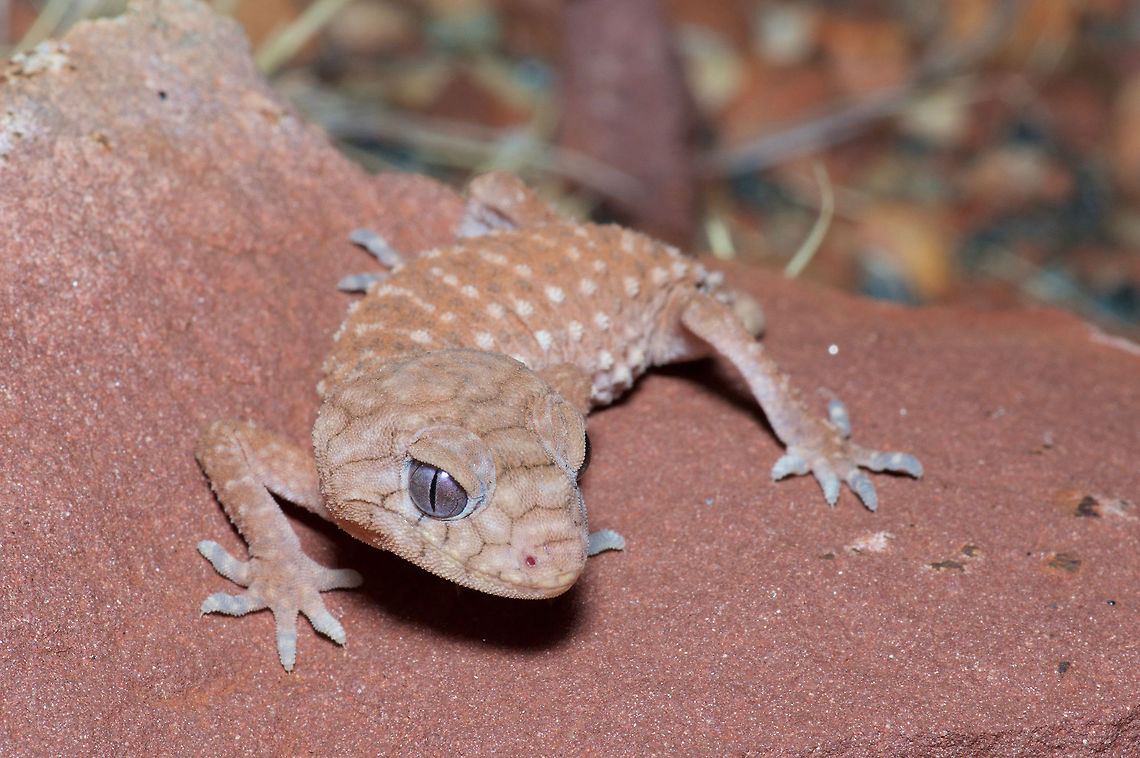 Centralian Knob-tailed Gecko (Nephrurus amyae) failing to look menacing Unlike its nearby cousin Nephrurus laevissimus (<a href="http://www.jungledragon.com/specie/7164/pale_knob-tailed_gecko_nephrurus_laevissimus.html)" rel="nofollow">http://www.jungledragon.com/specie/7164/pale_knob-tailed_gecko_nephrurus_laevissimus.html)</a>, which is simply cute, Nephrurus amyae is cute but tries to look scary. It doesn't work, in real life. It is still just a ridiculously cute little gecko. This species has a relatively small range in the rocky ranges and outcrops of central Australia. Australia,Geotagged,Nephrurus amyae,Spring
