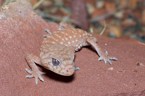 Centralian Knob-tailed Gecko (Nephrurus amyae) failing to look menacing Unlike its nearby cousin Nephrurus laevissimus (http://www.jungledragon.com/specie/7164/pale_knob-tailed_gecko_nephrurus_laevissimus.html), which is simply cute, Nephrurus amyae is cute but tries to look scary. It doesn't work, in real life. It is still just a ridiculously cute little gecko. This species has a relatively small range in the rocky ranges and outcrops of central Australia. Australia,Geotagged,Nephrurus amyae,Spring