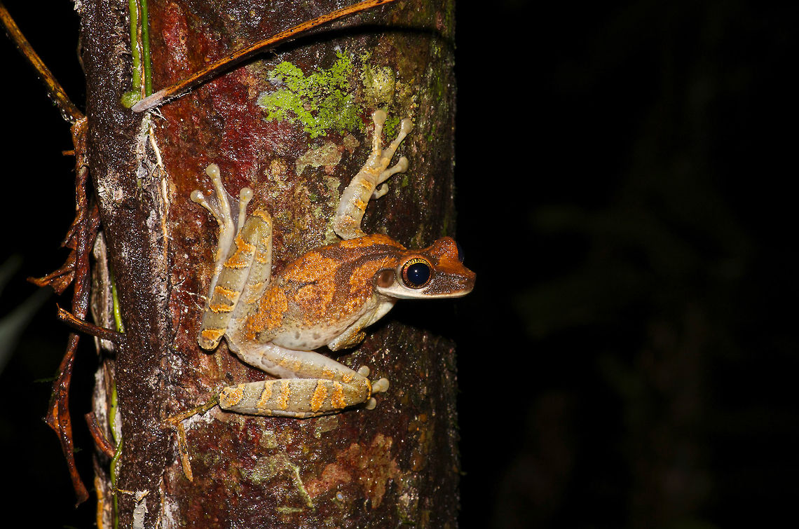 Flat-headed Bromeliad Treefrog (Osteocephalus planiceps) ready to leap away These large treefrogs and a few related species were easy to find at night in the Amazon rainforest in Peru, but you had to find several of them before you could get a good picture, as they had a very strong tendency to leap a great distance away right before you could take your photo. This one is in the pre-leap position. Geotagged,Osteocephalus planiceps,Peru,Summer