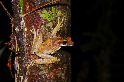 Flat-headed Bromeliad Treefrog (Osteocephalus planiceps) ready to leap away These large treefrogs and a few related species were easy to find at night in the Amazon rainforest in Peru, but you had to find several of them before you could get a good picture, as they had a very strong tendency to leap a great distance away right before you could take your photo. This one is in the pre-leap position. Geotagged,Osteocephalus planiceps,Peru,Summer