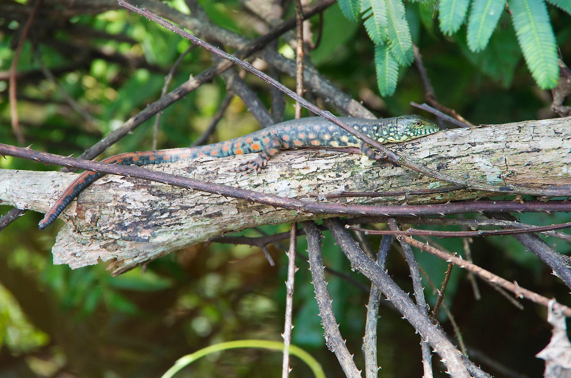 Young Crocodile Tegu (Crocodilurus amazonicus) resting on a branch I spotted this colorful lizard from a kayak, and it held still just long enough for me and a friend to get photos from this distance. We then tried to move in a little closer and it slipped off the branch and disappeared into the river. The babies of this species are very strongly patterned with bright colors. Adults lose the pattern and become a uniform dark green. This one is young, but still not as beautifully patterned as the even younger ones. Crocodile tegu,Crocodilurus amazonicus,Geotagged,Peru,Summer