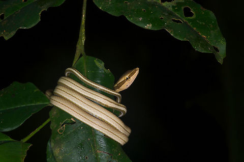 Green-striped Vine Snake (Xenoxybelis argenteus) sneaking a peek at whoever is disturbing its sleep This young snake was spotted at night as shown here, except that initially its head was tucked in on the other side of the leaf. As we took pictures, it sleepily lifted its head and turned to see who was bothering it and why. We apparently weren't considered a sufficient threat, as it made no further movements. Geotagged,Green-striped Vine Snake,Peru,Summer,Xenoxybelis argenteus