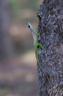 A Barbados Anole (Anolis extremus) perched on a tree trunk in Bridgetown, Barbados In a little park near the cruise ship dock in Bridgetown, nearly every tree had one resident anole. This was a particularly colorful one. Anolis extremus,Barbados,Barbados anole,Geotagged,Spring