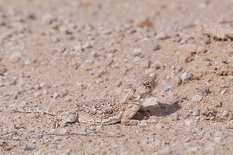 Sonoran Desert Horned Lizard