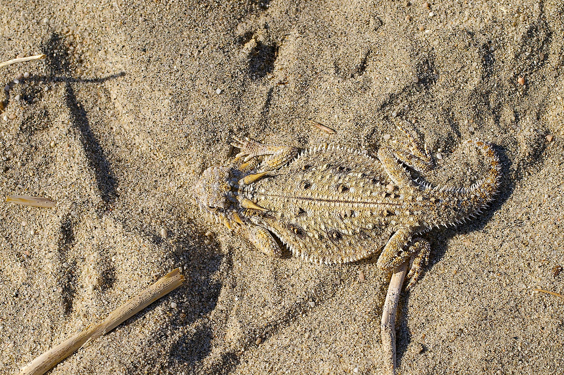A Flat-tailed Horned Lizard (Phrynosoma mcallii) in its sandy desert home I saw this lizard and a few others by tagging along with the manager of the Coachella Valley Preserve one morning. He could recognize the tracks of this species and follow them to the lizards. Flat-tailed Horned Lizard,Geotagged,Phrynosoma mcallii,Summer,United States