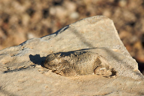 Round-tailed Horned Lizard