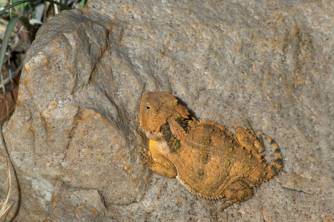 A Greater Short-horned Lizard failing to blend in Horned lizards in general are incredibly good at camouflage, but this one seems to have chosen a poor spot in which to hunker down. Geotagged,Greater short-horned lizard,Phrynosoma hernandesi,Summer,United States