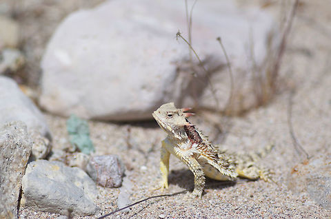 Blainville's Horned Lizard