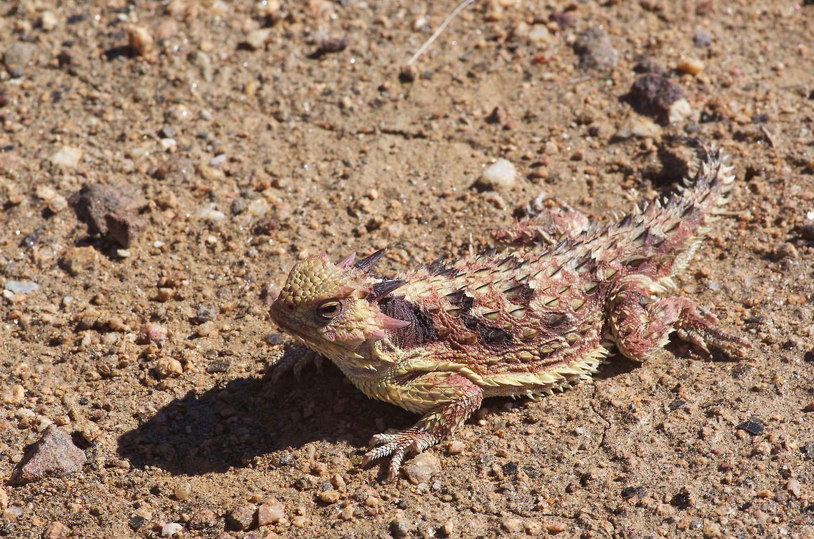 A Cedros Island Horned Lizard (Phrynosoma cerroense), far from Cedros Island We saw several of these horned lizards on a weekend trip to Baja California. This was a particularly colorful and spiky individual. Cedros Island Horned Lizard,Geotagged,Mexico,Phrynosoma cerroense,Spring