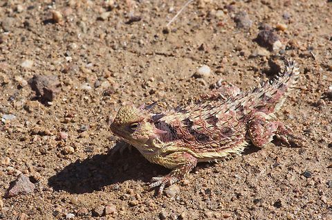 Cedros Island Horned Lizard
