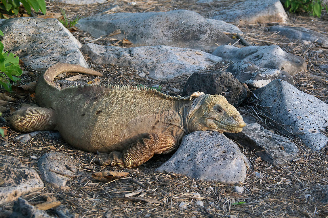 A fat and happy Santa Fe Land Iguana (Conolophus pallidus) Most of the land iguanas in the Galápagos are Conolophus subcristatus, but the small island of Santa Fe has its own species, which is lighter in color, less spiny, and apparently just fatter than the others. (There's also a recently discovered third species of land iguana, the pink land iguana.) Conolophus pallidus,Ecuador,Fall,Galápagos Islands,Geotagged,Santa Fe land iguana