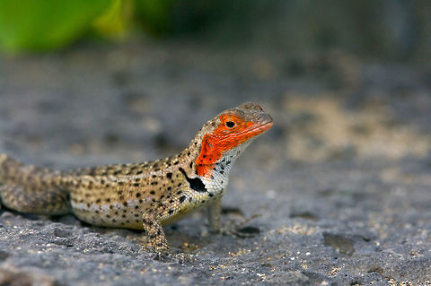 Female Floreana Lava Lizard (Microlophus grayii) looking mighty embarassed In most lizard species the males are more brightly colored, but lava lizards are an exception. The males tend to have stronger patterns, but the females are the ones with bright red/orange color on their heads. This is true of other Galapagos species such as Microlophus albemarlensis also. Ecuador,Fall,Gal&aacute;pagos Islands,Geotagged,Microlophus grayii