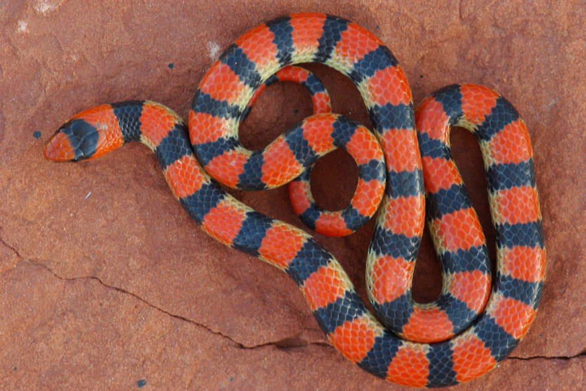 Western Ground Snake (Sonora semiannulata) against red rock This species is sometimes solid colored and sometimes striped and sometimes banded. I&#039;ve personally only seen a few individuals, and they were all banded. This was the most brightly colored individual of the ones I saw. Geotagged,Sonora semiannulata,Spring,United States,Western ground snake
