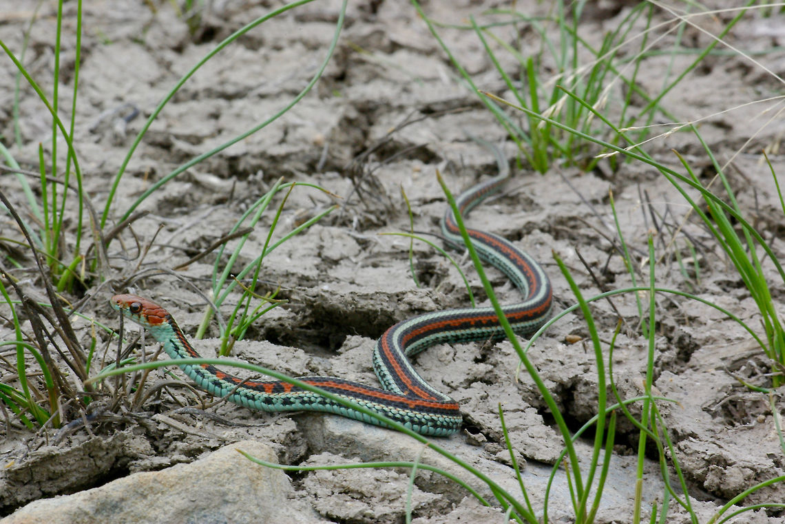 A San Francisco Garter Snake (Thamnophis sirtalis tetratenia) in cracked mud These are perhaps the most beautiful of the garter snakes, and perhaps the most endangered as well. Geotagged,San Francisco garter snake,Summer,Thamnophis sirtalis tetrataenia,United States