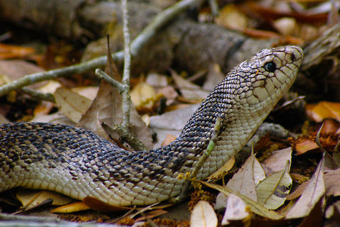 Close-up of Florida Pinesnake (Pituophis melanoleucus mugitus) These large snakes spend much of their lives underground, so I was very pleased to see this one crawling slowly through the leaf litter. Florida Pinesnake,Geotagged,Pituophis melanoleucus mugitus,Spring,United States