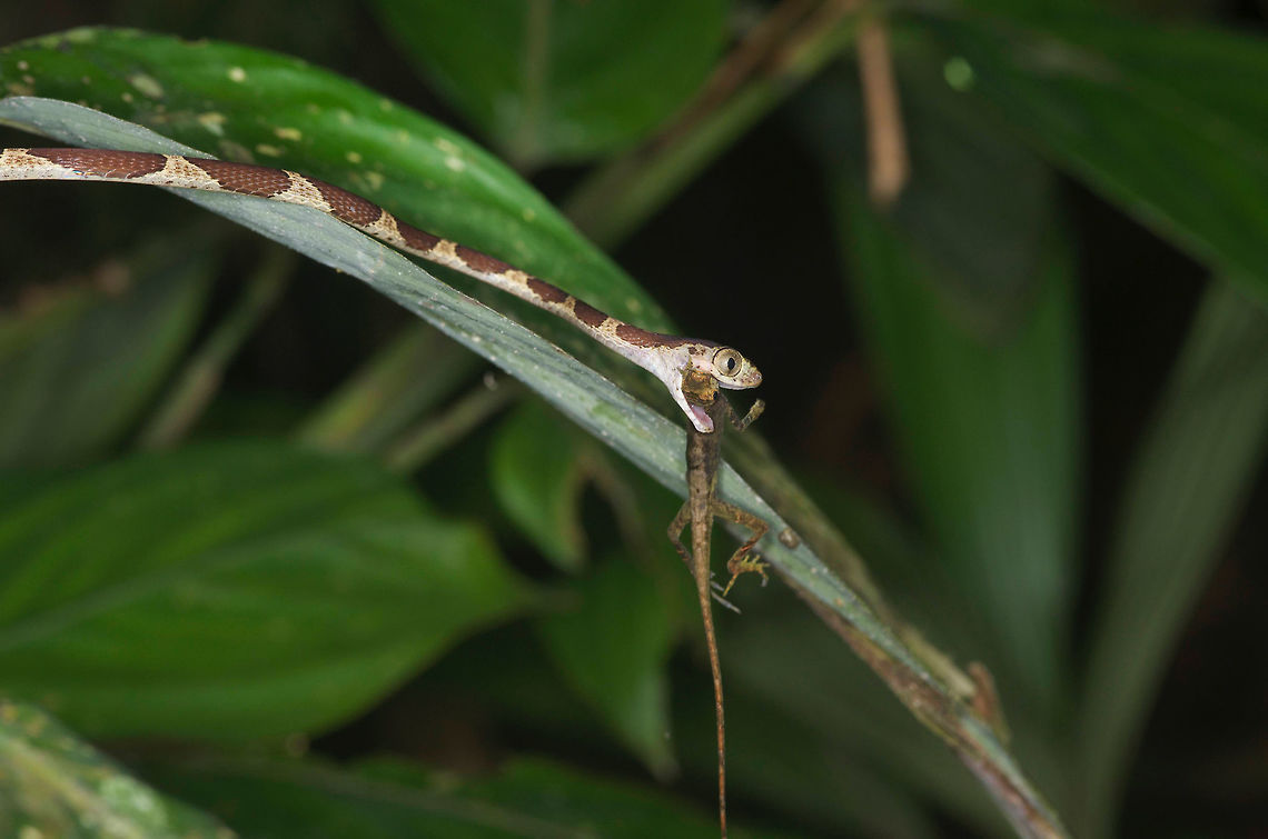 Snack time, featuring a Common Blunt-headed Tree Snake (Imantodes cenchoa) These snakes specialize in eating sleeping lizards. I was lucky to find this one just as it was starting to devour a Common Forest Anole (Anolis trachyderma).<br />
 Geotagged,Imantodes cenchoa,Peru,Summer