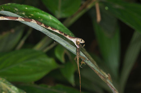 Snack time, featuring a Common Blunt-headed Tree Snake (Imantodes cenchoa) These snakes specialize in eating sleeping lizards. I was lucky to find this one just as it was starting to devour a Common Forest Anole (Anolis trachyderma).
 Geotagged,Imantodes cenchoa,Peru,Summer