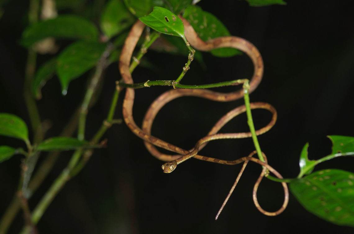 An Amazon Blunt-headed Tree Snake (Imantodes lentiferus) draped over rainforest foliage The closely related Common Blunt-headed Tree Snake (Imantodes cenchoa) was the snake that we saw most often (by far) in this area. When a local guide found this one, we all initially assumed it was another I. cenchoa, but the guide recognized its different coloring and pattern. Amazon Blunt-headed Tree Snake,Geotagged,Imantodes lentiferus,Peru,Summer