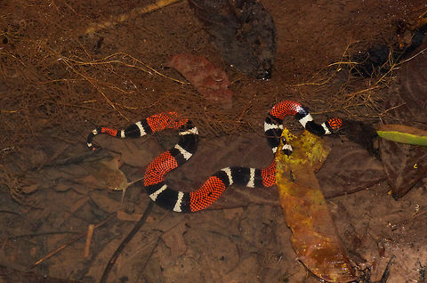 Aquatic Coral Snake