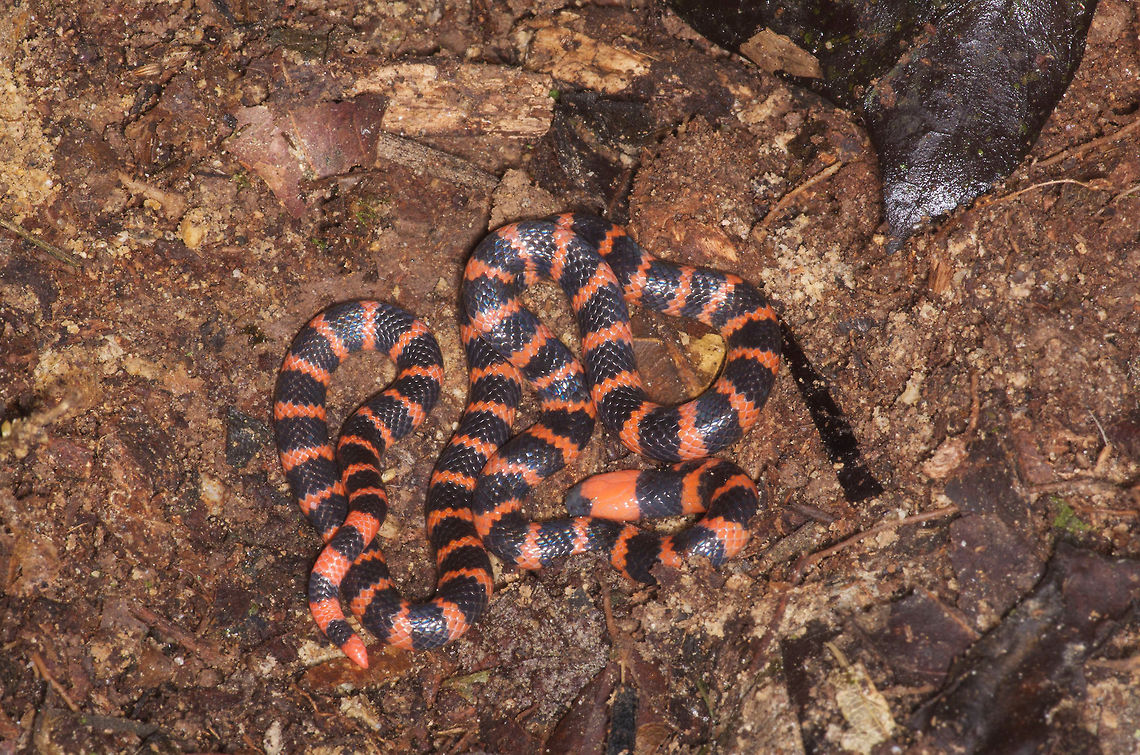 Many-banded Coral Snake (Micrurus multifasciatus) uncovered I found this coral snake by digging through leaf litter with my hands in a failed attempt to rediscover a salamander that had vanished under the leaves moments before. This is not a recommended method for locating coral snakes. Geotagged,Many-banded Coral Snake,Micrurus multifasciatus,Panama,Winter