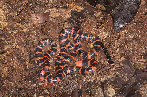 Many-banded Coral Snake (Micrurus multifasciatus) uncovered I found this coral snake by digging through leaf litter with my hands in a failed attempt to rediscover a salamander that had vanished under the leaves moments before. This is not a recommended method for locating coral snakes. Geotagged,Many-banded Coral Snake,Micrurus multifasciatus,Panama,Winter