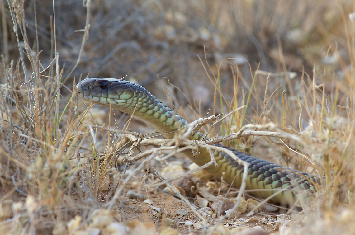 Close-up of Mulga Snake (Pseudechis australis) near Marree, South Australia This large Mulga Snake was basking on the road when I approached. I stopped my car and walked up slowly for photos, which irritated the snake into slowly slithering into the roadside vegetation. It wasn&#039;t too irritated though, because it stayed around long enough to allow me to take a bunch of photos. Australia,Geotagged,Pseudechis australis,Spring