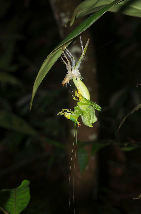 A Spiny Devil Katydid transforming into an adult near Iquitos, Peru In preparation for an upcoming return to the Amazonian lowlands of Peru, I was looking through my photos from previous trips and rediscovered this beastie. These katydids are strange enough in their standard adult form, but this one, hanging from the skin while transforming from larva to adult, looks like nothing more than a creature from Alien. Also, it was intermittently wriggling, then hanging still. Geotagged,Panacanthus cuspidatus,Peru,Spiny Devil Katydid,Summer