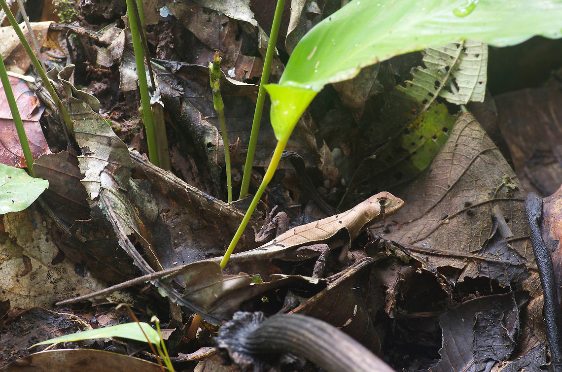 A Western Leaf Lizard (Stenocercus fimbriatus) blending in, near Iquitos, Peru These lizards rely on their amazing dead-leaf appearance for camouflage on the forest floor. They typically will not move until a predator (or nosy human with camera) gets close, then they will run a little ways away and stop again. Geotagged,Peru,Stenocercus fimbriatus,Summer,Western leaf lizard