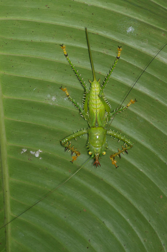 Spiny Devil Katydid (Panacanthus cuspidatus) nymph on rainforest leaf The Peruvian rainforest is full of katydids. Most of the ones I saw were leaf mimics, but this species is more of a monster mimic. Geotagged,Panacanthus cuspidatus,Peru,Spiny Devil Katydid,Summer