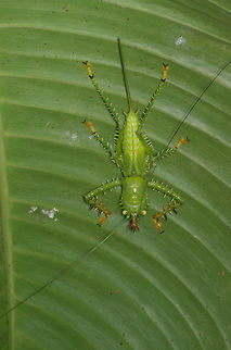 Spiny Devil Katydid (Panacanthus cuspidatus) nymph on rainforest leaf The Peruvian rainforest is full of katydids. Most of the ones I saw were leaf mimics, but this species is more of a monster mimic. Geotagged,Panacanthus cuspidatus,Peru,Spiny Devil Katydid,Summer