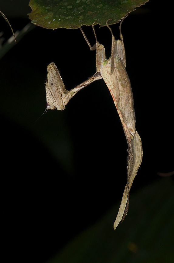 Dead-leaf mimic mantis (Miracanthops sp.) hanging upside-down at night near Iquitos, Peru I was very proud to spot this mantis from a few feet away at night. It looked like a bit of vegetation, obviously, but something about it didn&#039;t quite look like a bit of vegetation that belonged there. Only when I got very close did I recognize the mantis legs. Geotagged,Mantis,Peru,Summer