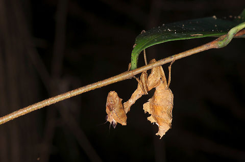Dead-leaf mimic mantis (Acanthops sp.) hanging upside-down from a twig at night near Iquitos, Peru The previous year in the same area I found a different wonderful dead-leaf mimic mantis: http://www.jungledragon.com/image/35760

I believe this one is in the same genus Acanthops, but probably a different species since it is so much stockier than last year's mantis. Deroplatys desiccata,Deroplatys lobata,Geotagged,Peru,Summer
