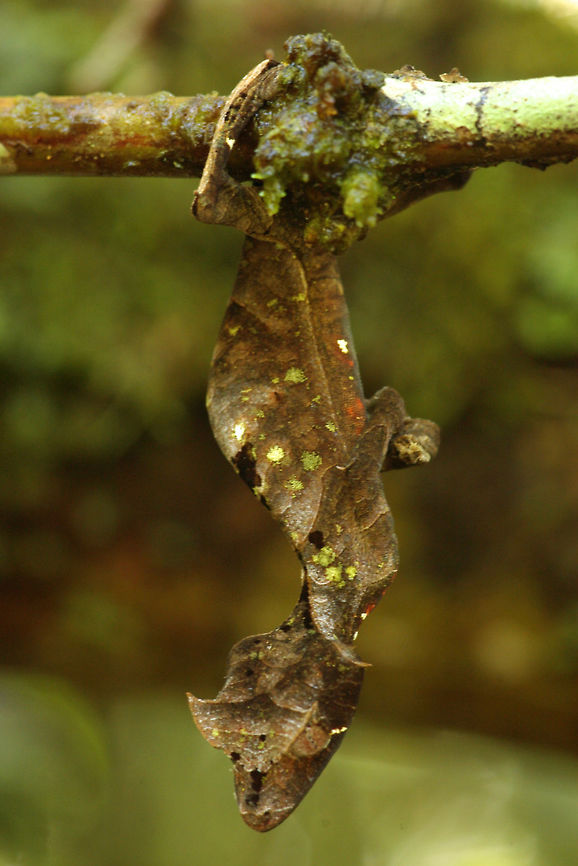 A Satanic Leaf-tailed Gecko (Uroplatus phantasticus) doing its very best dead leaf impression Our guide found this gecko by day in a tree. He gently removed it from the tree so that we could get close-up photos. While we were admiring it, the gecko leaped into the air and grabbed a twig with its back feet, then froze in this dead-leaf position. Fall,Geotagged,Madagascar,Satanic Leaf Tailed Gecko,Uroplatus phantasticus