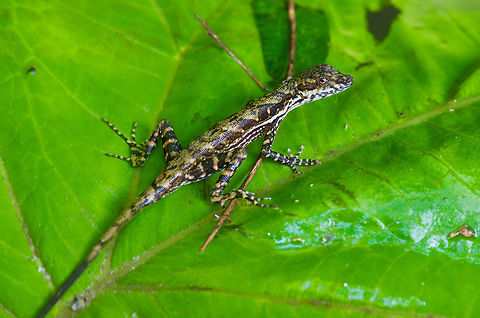 A Stream Anole (Anolis lionotus) on a partially submerged leaf in El Valle de Anton, Panama Unlike most anole lizards, this species does not hesitate to escape into water. This one was photographed in situ on a partially submerged leaf; the lizard's back feet and most of its tail are submerged in this photo. Anole,Anolis lionotus,Geotagged,Panama,Stream Anole,Winter
